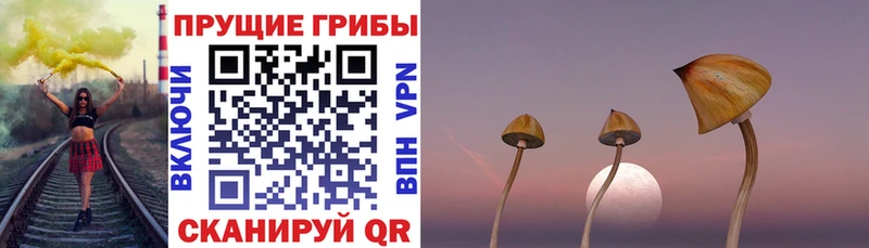 Галлюциногенные грибы Cubensis Гусев